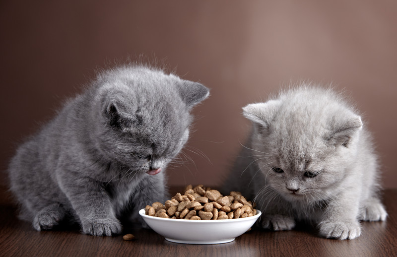 מזון לחתולים